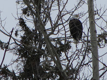 Eagle in my backyard...