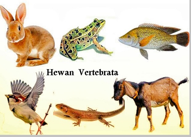 Vertebrata ( Hewan Bertulang Belakang), Pengertian, Ciri - Ciri ...