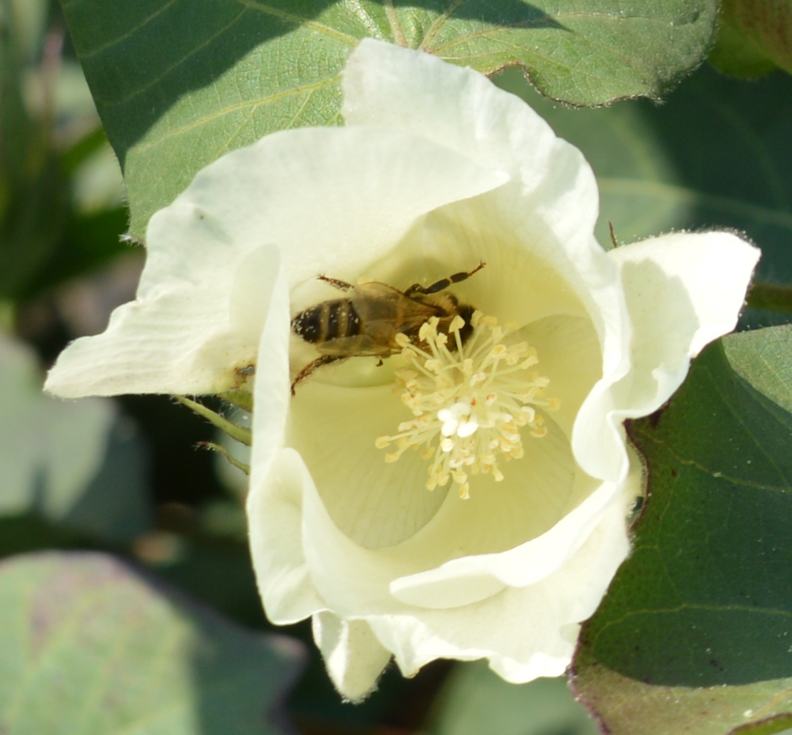 Exploring India with SallyAnn Cotton Cotton Flower