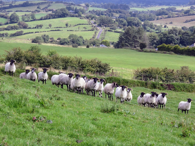 Curious sheep at Knocknashee in Sligo Ireland