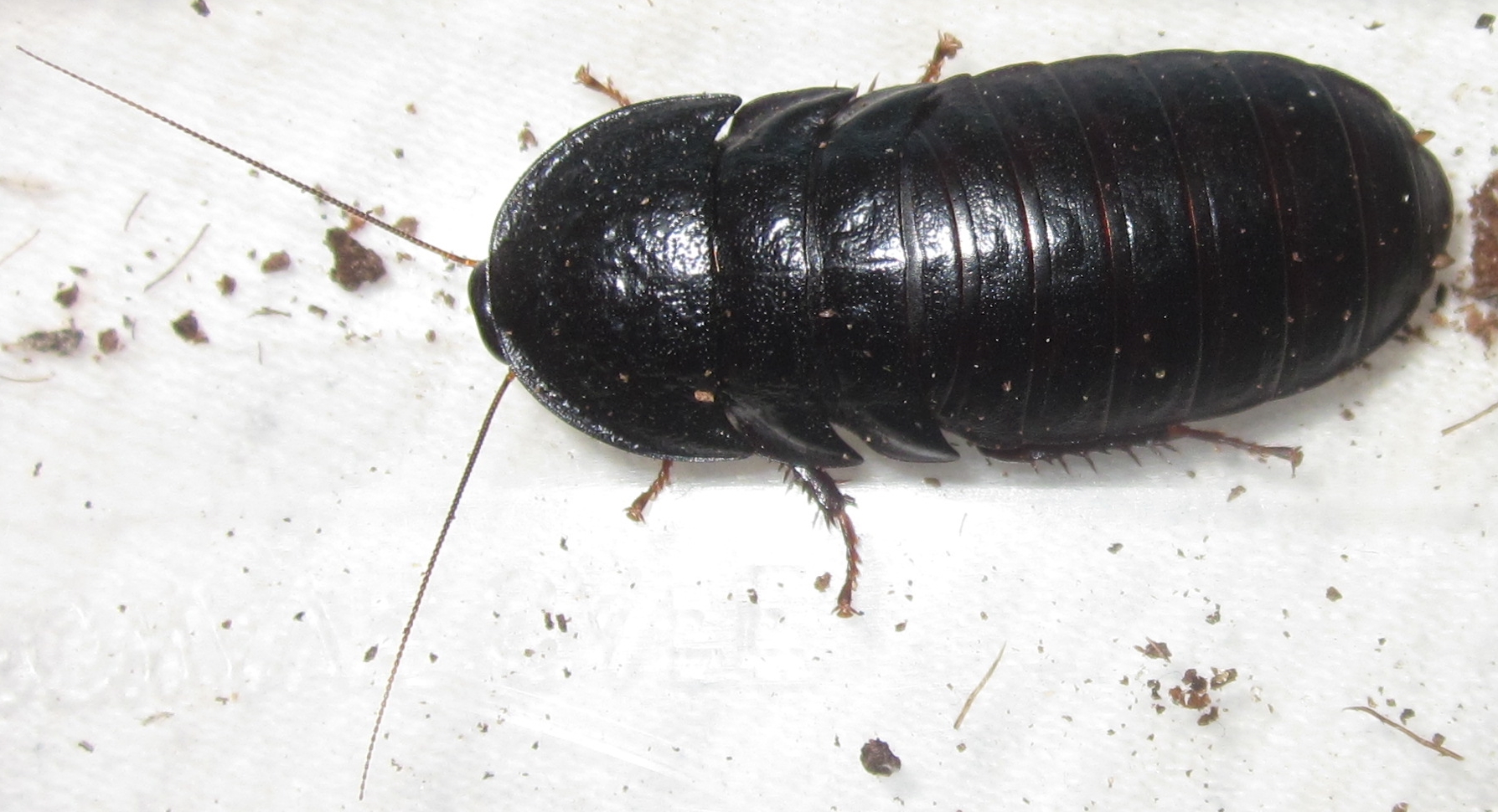 Invertebrate Dude: January 21