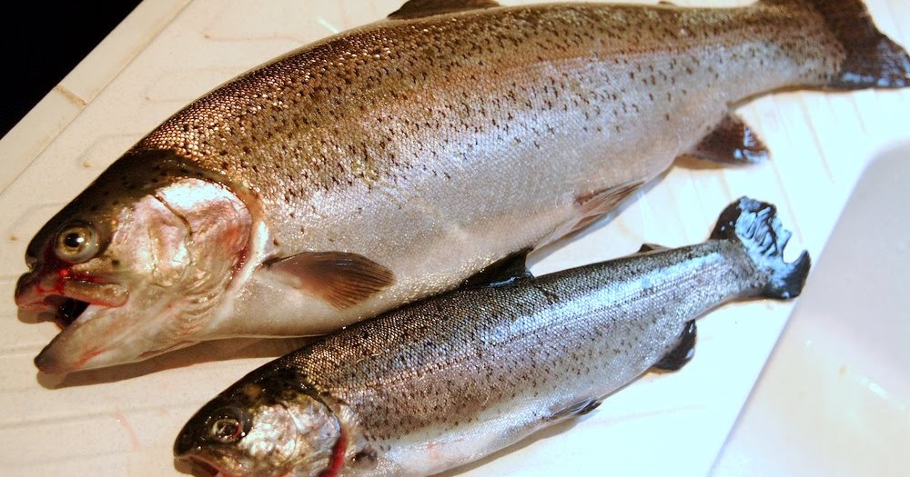French Flies My favourite way of cooking Trout