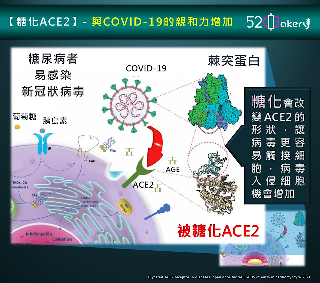 糖化ACE2是高血糖者，糖尿病及糖尿病前期者容易被病毒感染及發病嚴重的因素