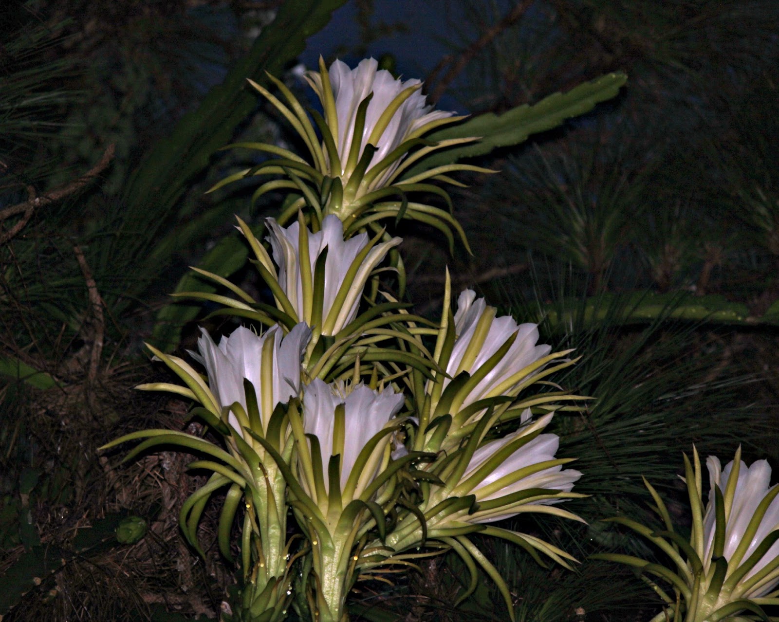 MadSnapper: Night Blooming Cactus