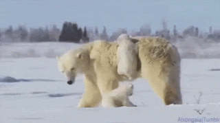 38.gif