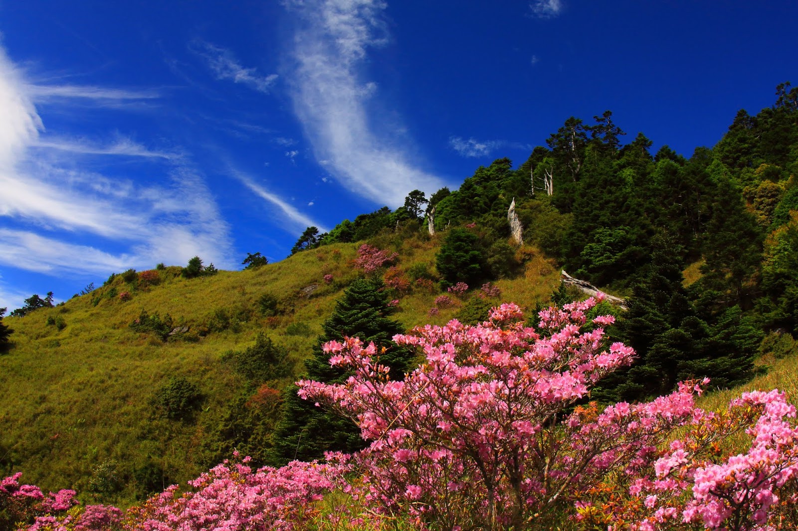 小奇萊步道上的紅毛杜鵑搭配高山箭竹草原以及藍天