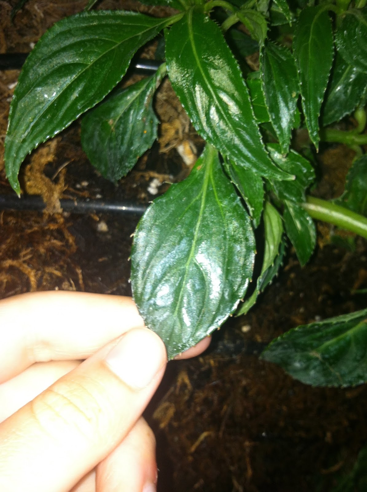 Ap Bio Summer Assignment Cuticle Layer of a Plant