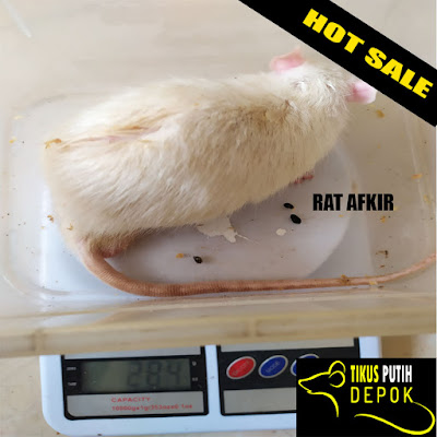 Jual tikus putih depok rat afkir