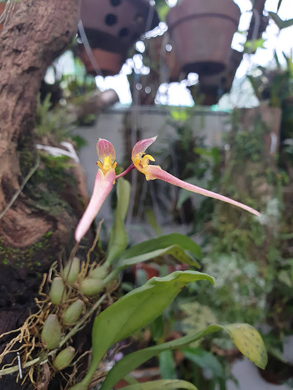 Bulbophyllum macraei