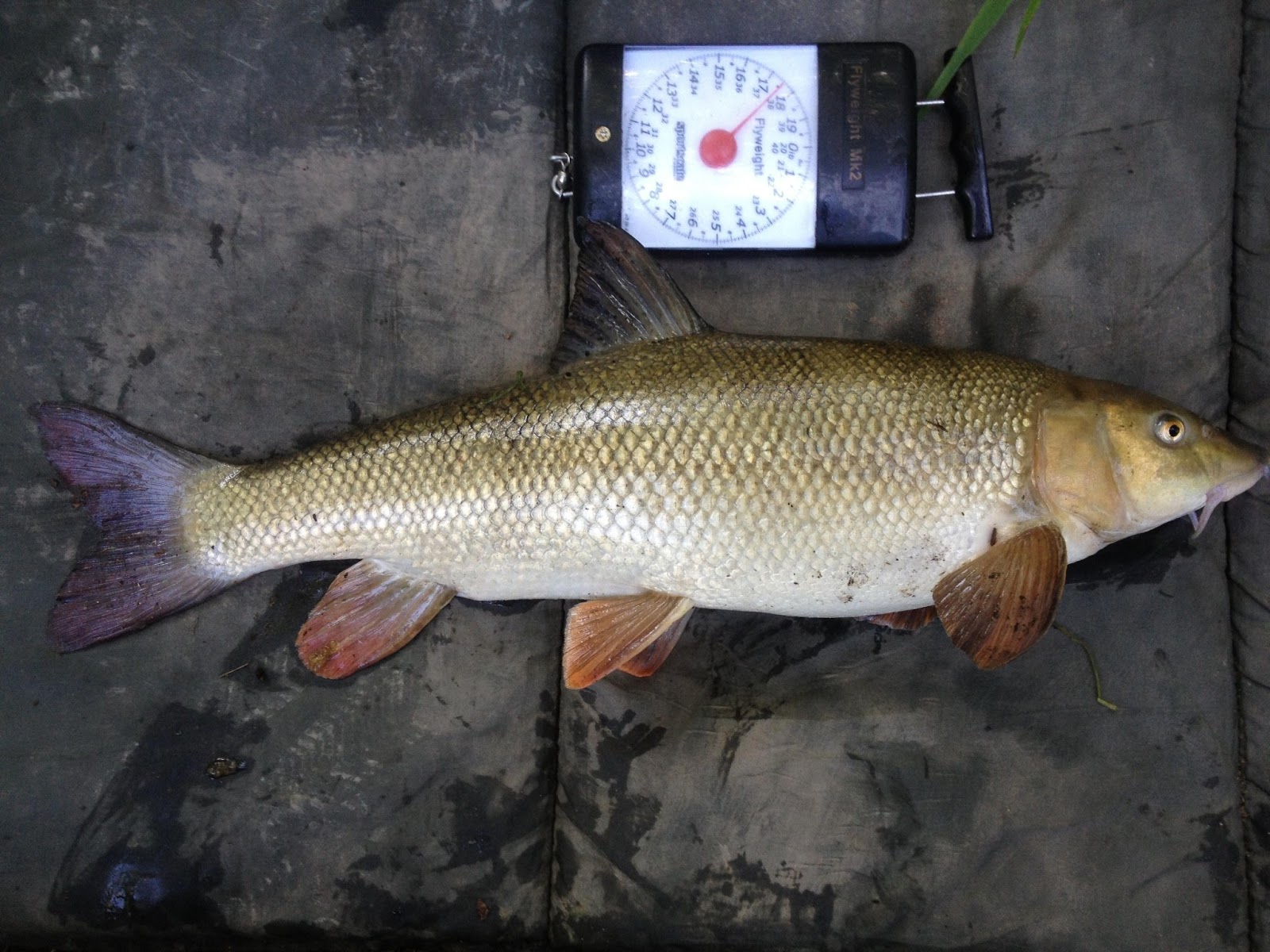 Danny's Angling Blog Barbel and Chub Fishing...just what the doctor