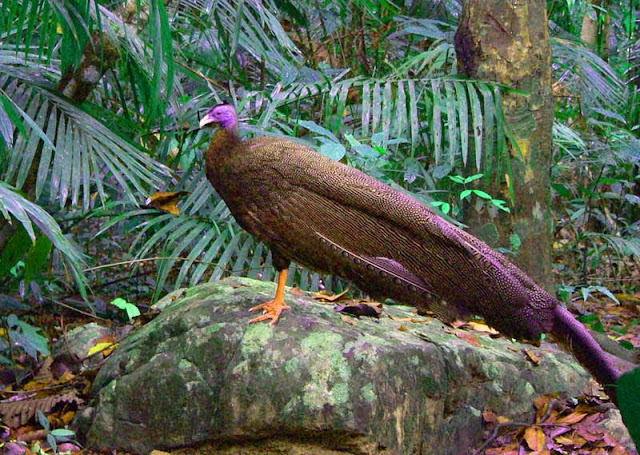 Gambar Burung Kuau Sumatra Barat