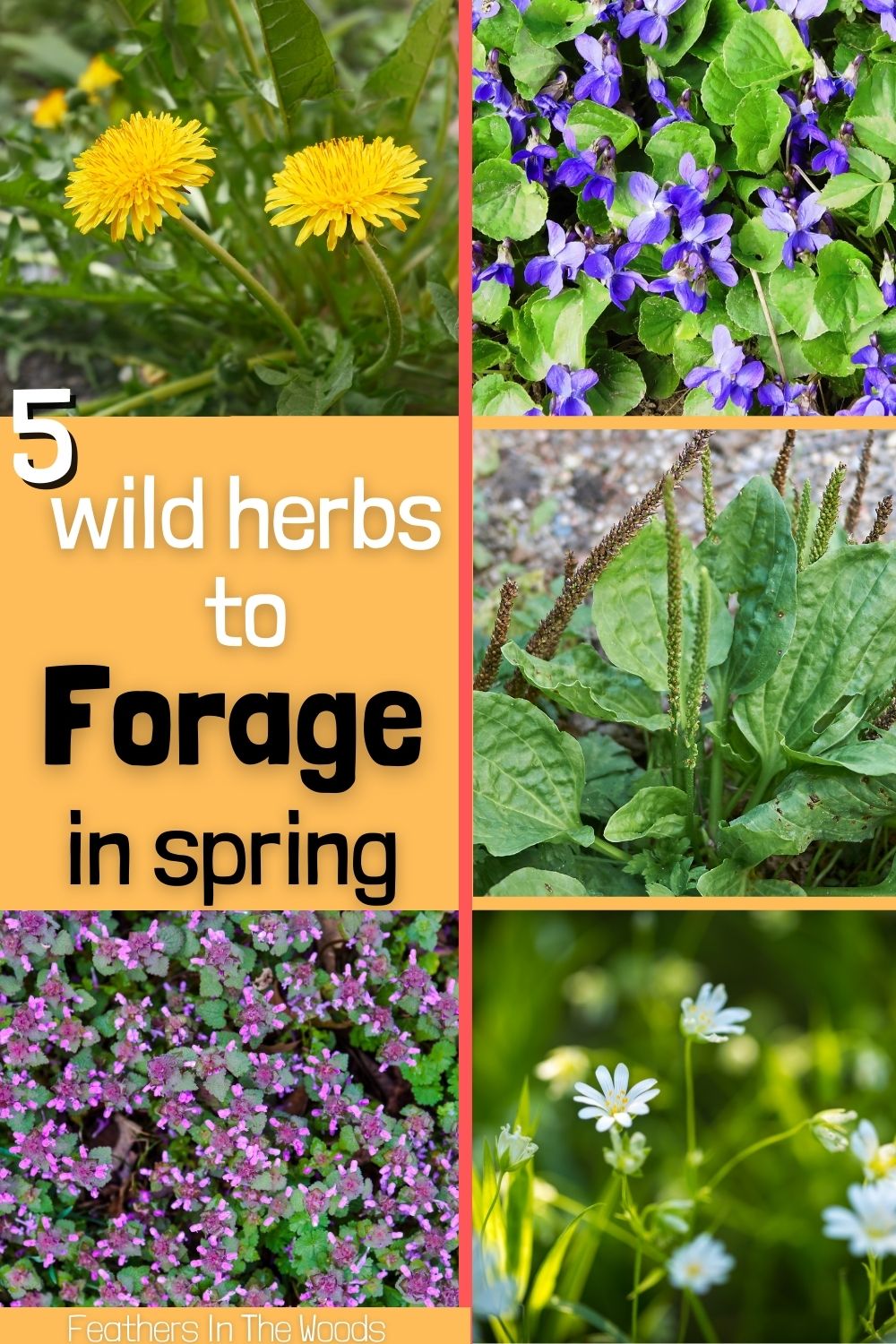 What to forage in spring Feathers in the woods