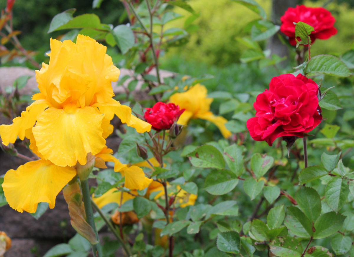 What a Walk through My June Garden has Taught Me JustOneDonna