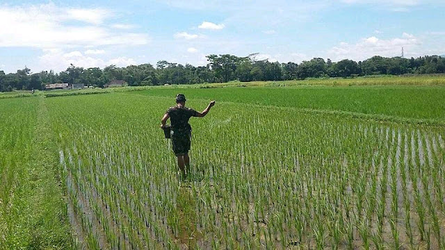 Semangat Babinsa Taskombang Dalam Mendampingi Petani