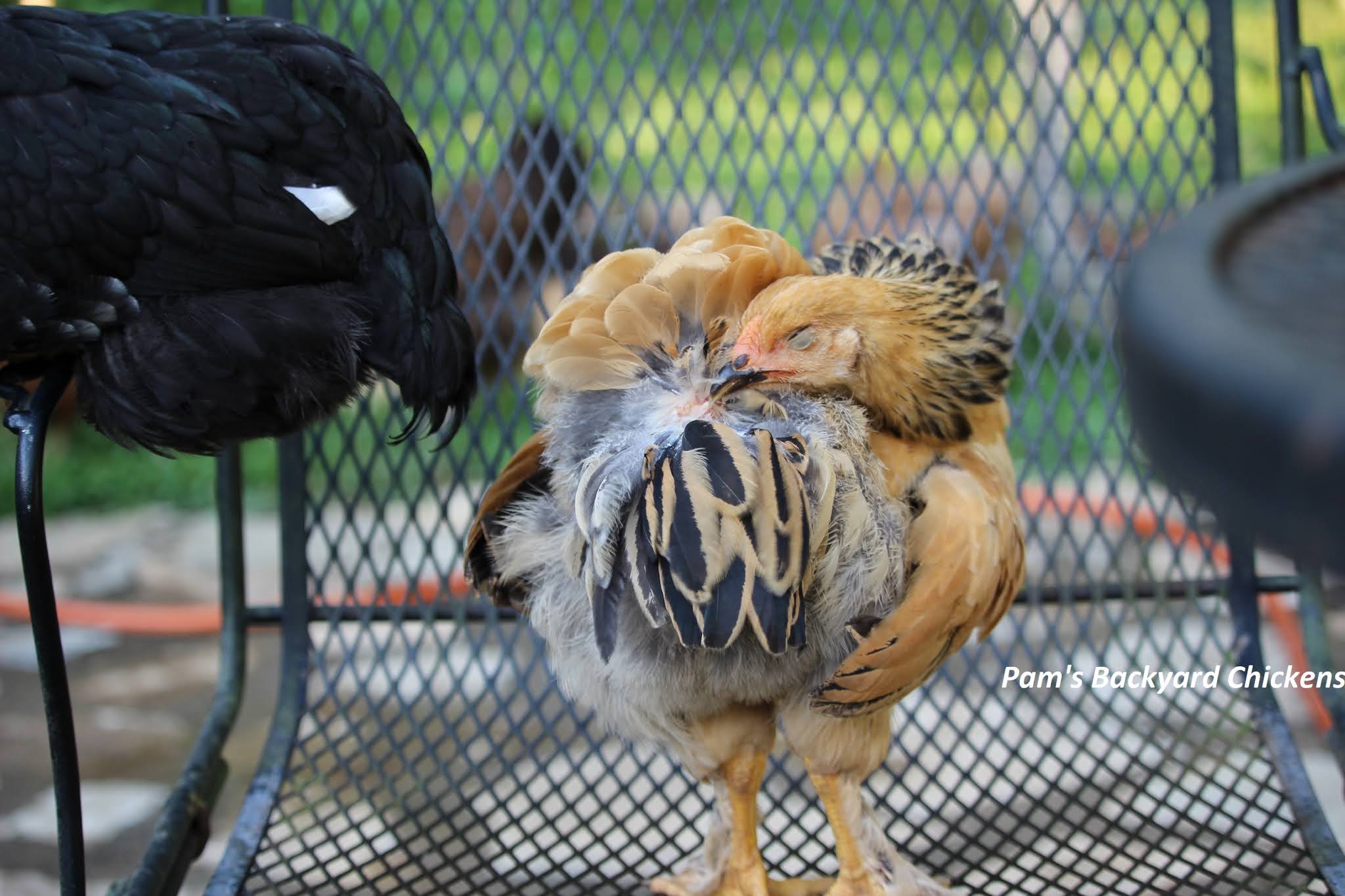 Pam's Backyard Chickens A Guide to Chicken Feather Types
