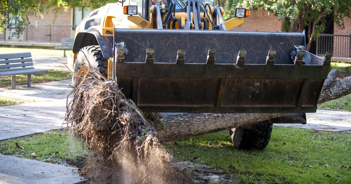 Get Rid of Unwanted Tree Stump with Stump Grinding
