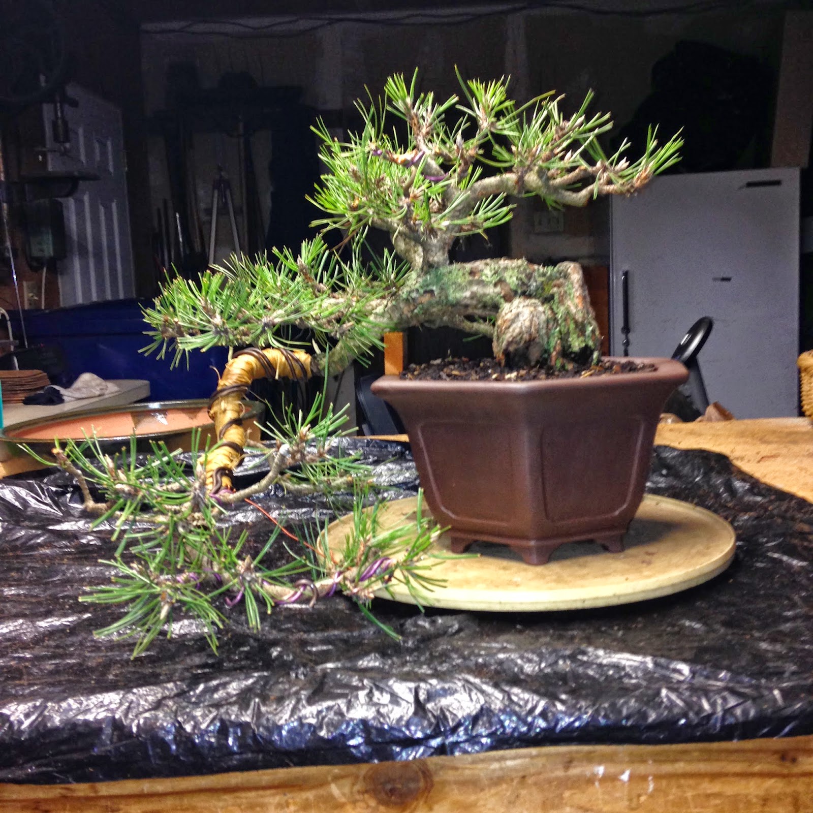 Linda Letters:: Bonsai