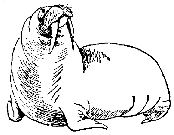 walrus coloring pages for kids - photo #44