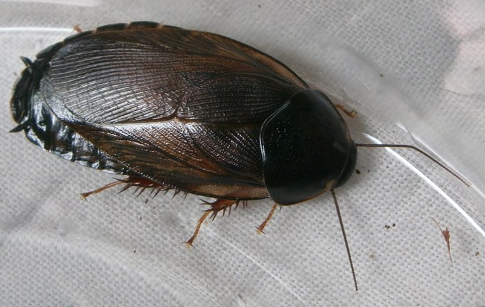 PycThai%25235.JPG