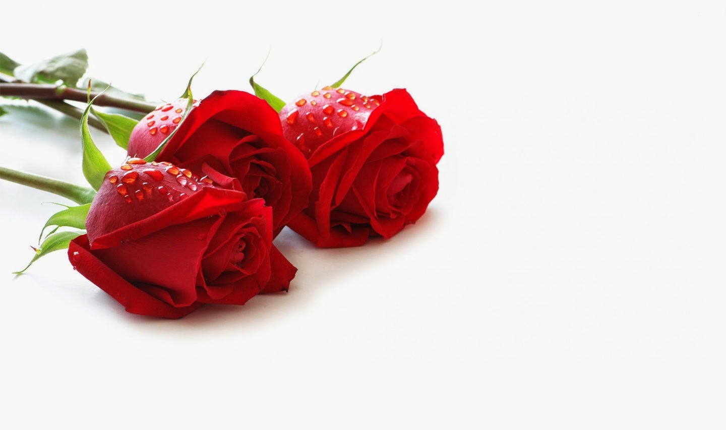 Top 25 Red Rose Wallpapers HD Download (High Definition) ~ Get All Kind