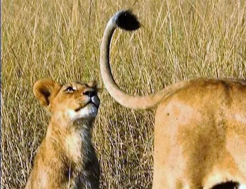 Black knob at the end of a lion's tail and a cub who wants to play with it. Photo: Pinterest.