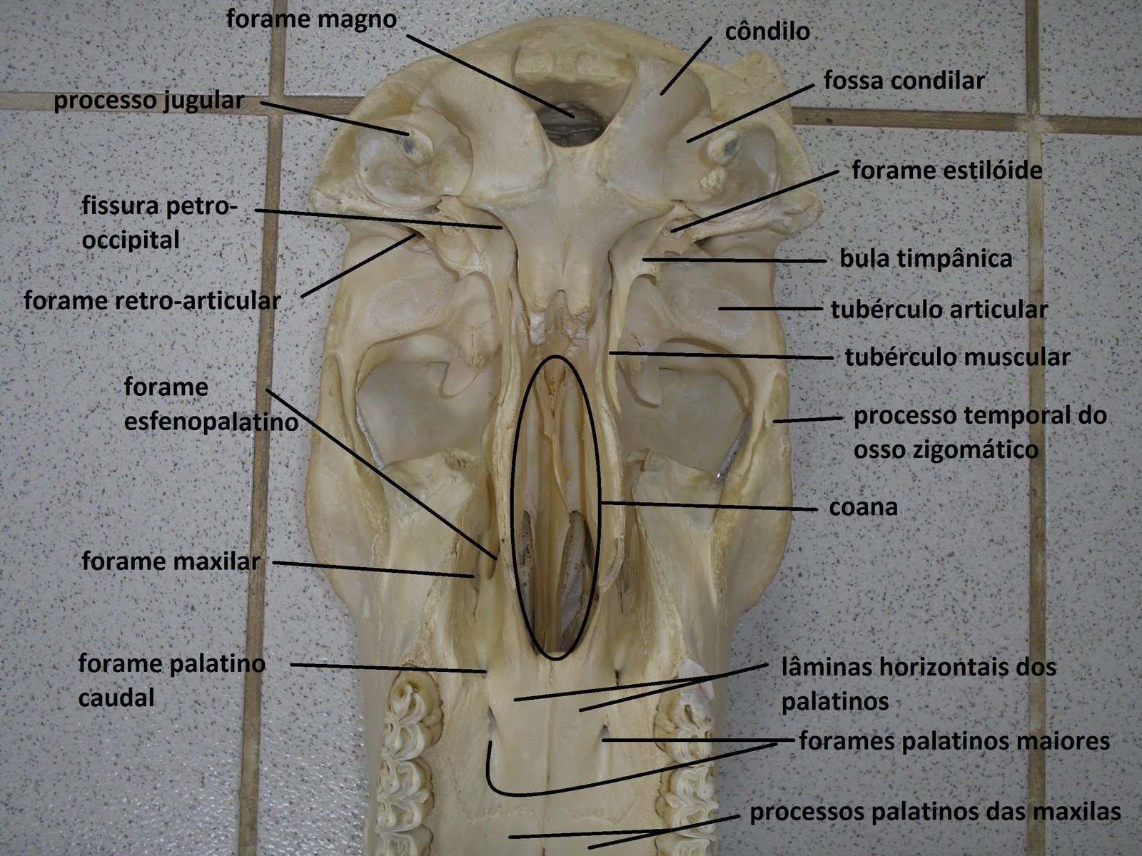 SOS Medicina Veterinária: Anatomia II - Cranio - Ruminante, suino ...