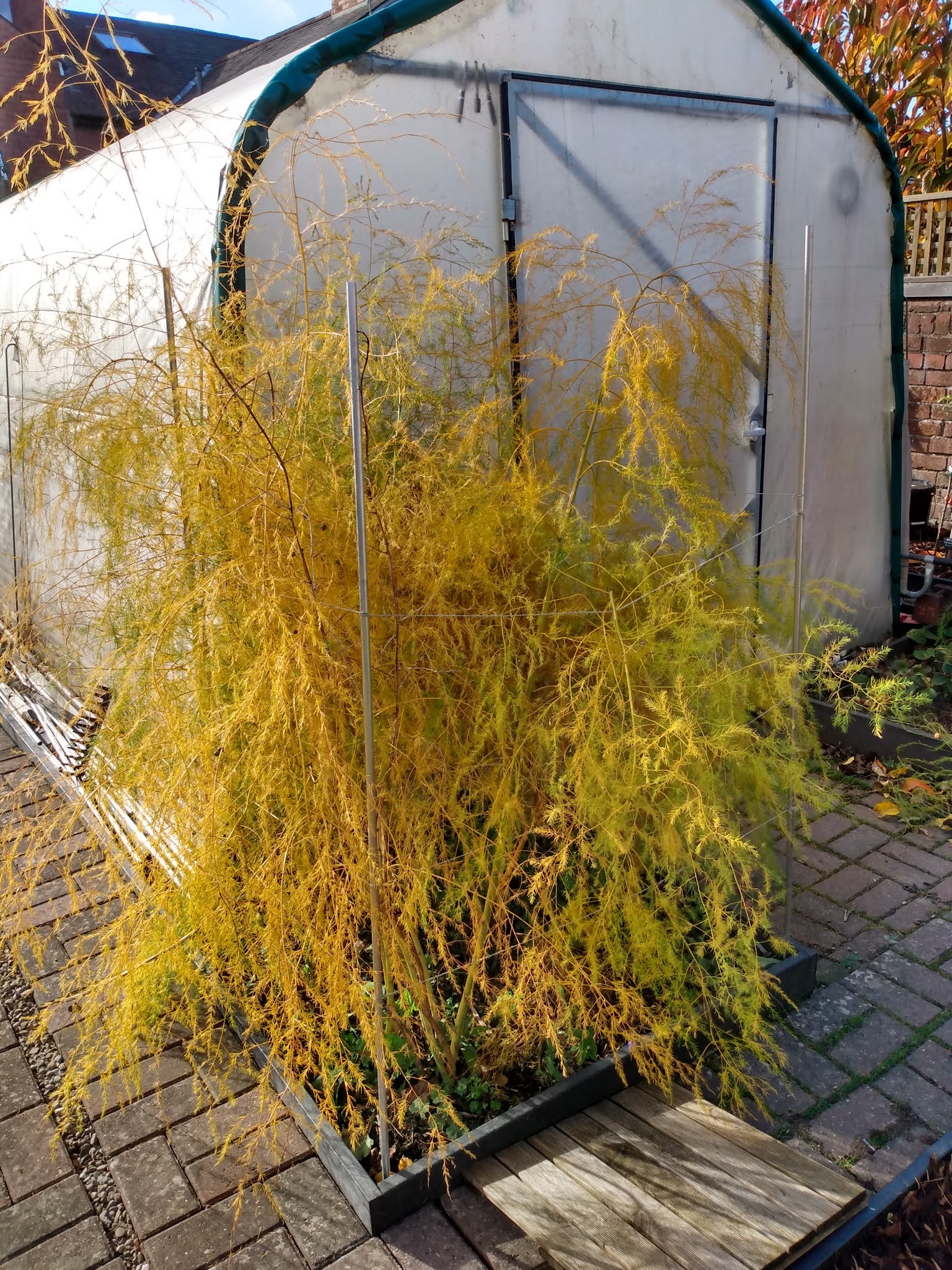 Asparagus Ferns in Autumn Crafty Cabbage