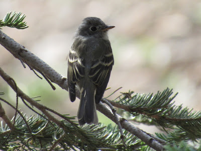 dusky flycatcher lassen volcanic national park birding