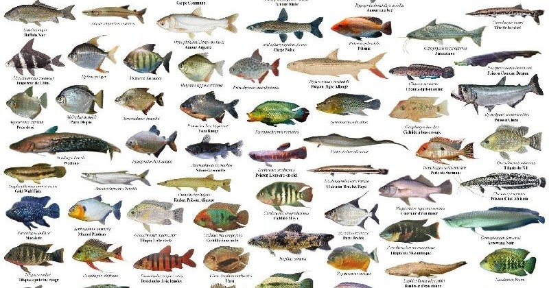 Contoh Jenis Produk Untuk Ikan Dan Kerang - DeborahkruwBerry