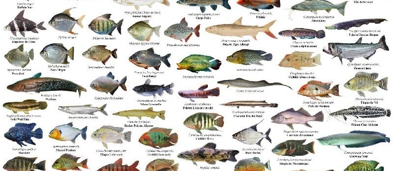 Mengenal Jenis Jenis Ikan Secara Umum Infoikan Com