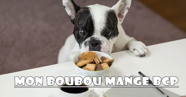 Alimentation Bouledogue Francais Pourquoi Mon Bouledogue Francais Mange T Il Autant