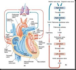 Anatomi dan Fisiologi Sistem Sirkulasi 