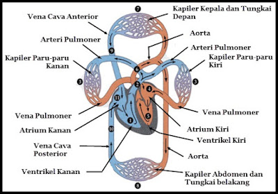 Peredaran Darah