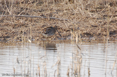 Becadell comú (Gallinago gallinago)