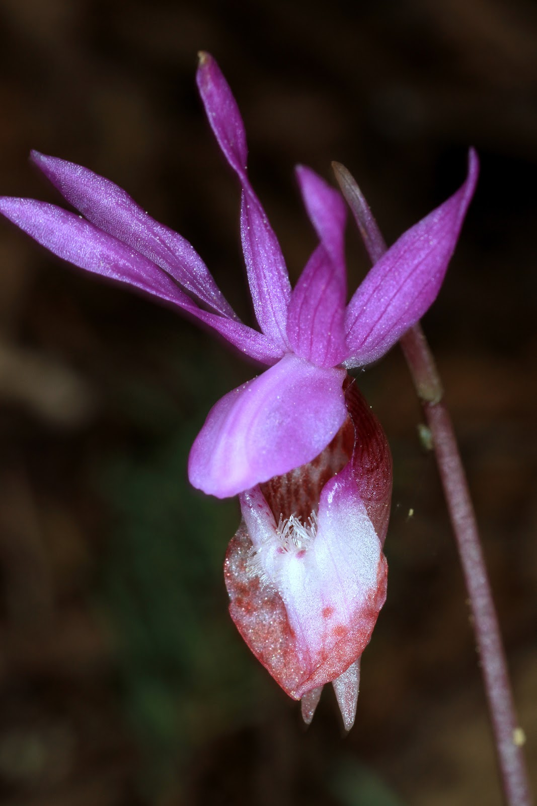 Native Orchids of the Pacific Northwest and the Canadian Rockies (and