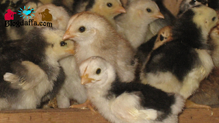Cara Memelihara Anak Ayam Kampung
