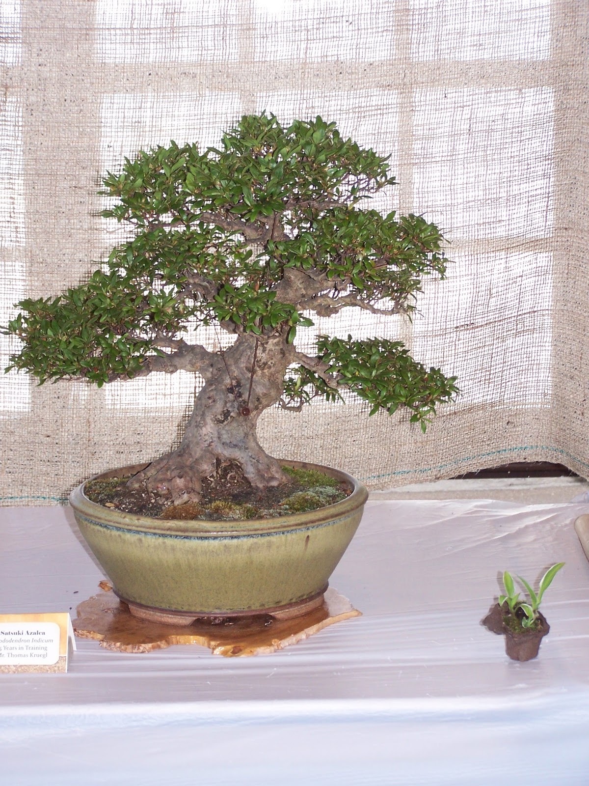 The Bonsai Society of South Jersey