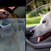 Cet état des États-Unis rend criminel le fait de laisser un animal dans une voiture au soleil!