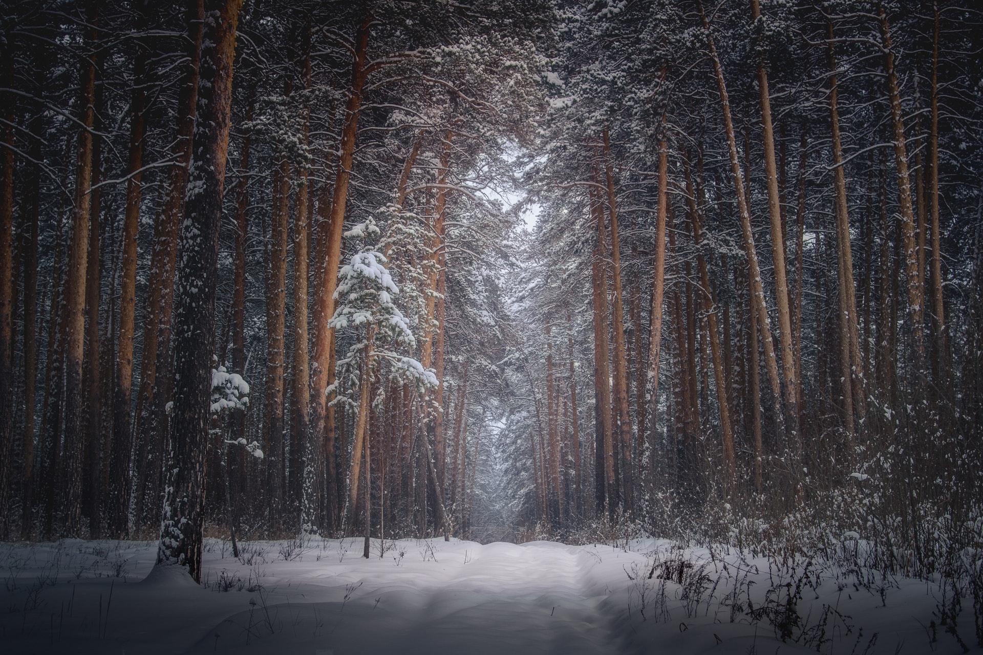 зима в лесу. хвойный лес зимой. лиственные леса зимой. страшный зимний лес. зимой в лесу.