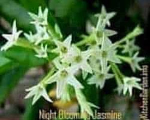 Vw Garden Deer Resistant Shrubs For Spokane Zone 5