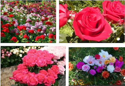  Jenis Jenis Bunga Mawar Dan Cara Budidaya Bunga Mawar 