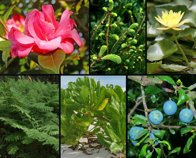 Taxonomía de las plantas Botánica integra