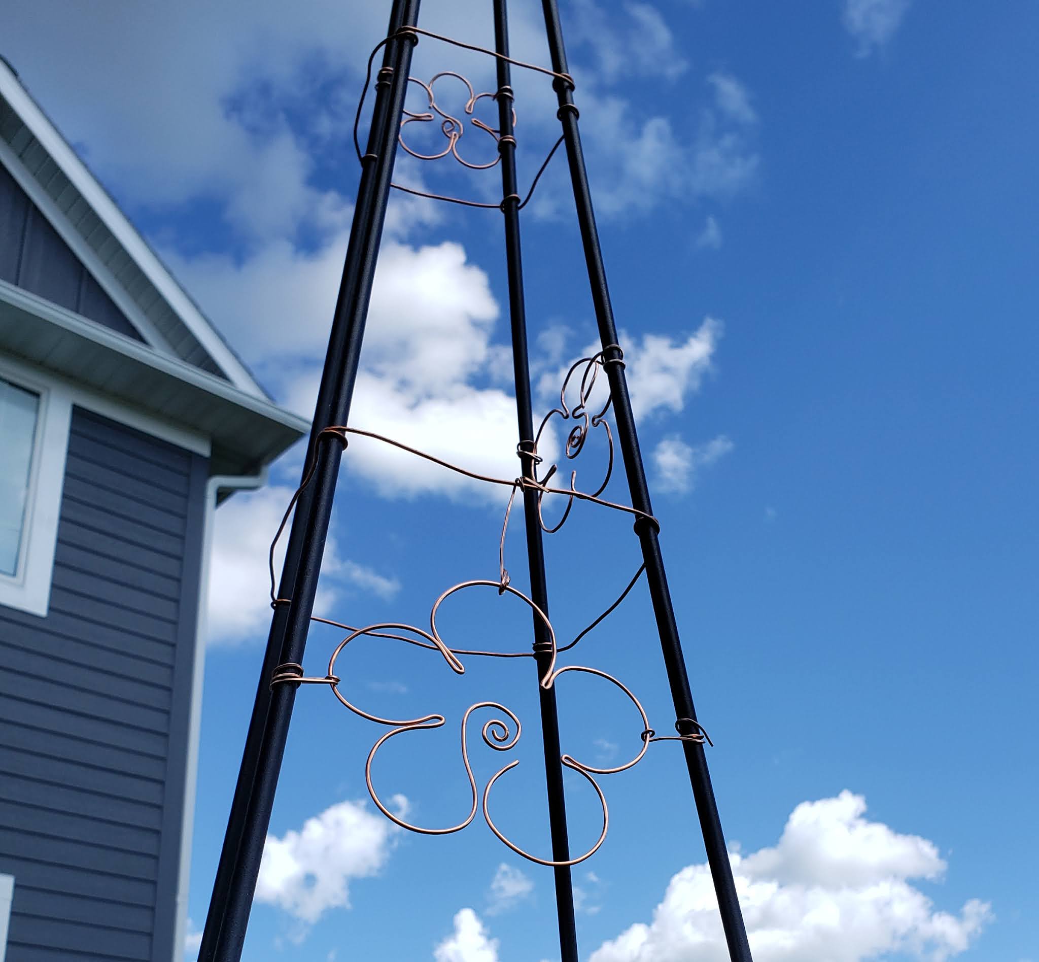 Growing New Tomato Hybrid, Veranda Red