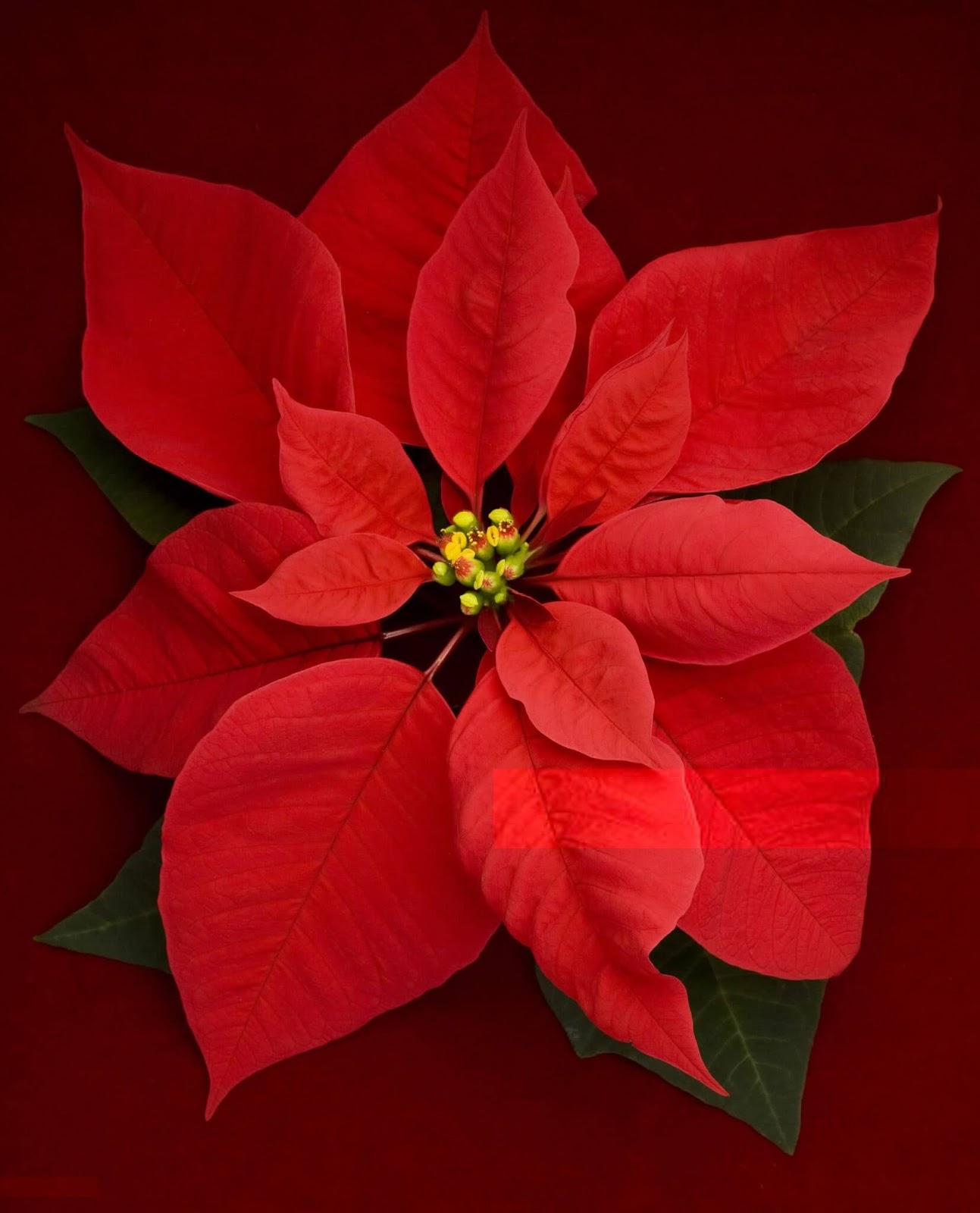 Beautiful Images of Christmas Flowers Free Download
