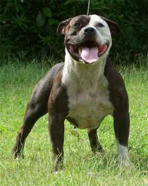 Staf Raza PERROS DE RAZA: STAFFORDSHIRE BULL TERRIER
