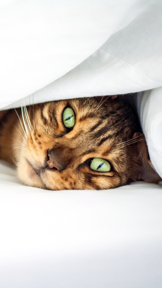 Green Eyes Cat In Bed Galaxy Note HD Wallpaper