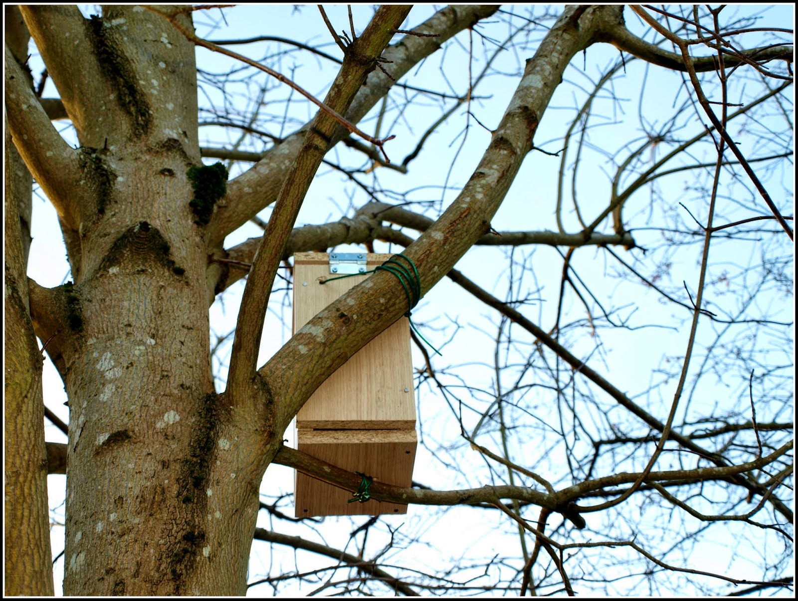 Mark's Veg Plot: Building a nesting-box