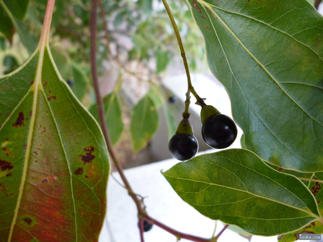 楠 クスノキ 食べない方がいいでしょう 植物プチ写真図鑑1 食べられるの 食べられないの