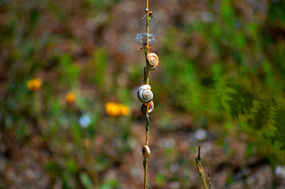 Garten, Natur, Insekten, Nützlinge Garten, Natur, Insekten, Nützlinge, natur, pryfed, organebau llesol, Garden, thiên nhiên, côn trùng, sinh vật có lợi, Tuin, natuur, insekte, voordelige
