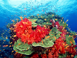coral reef colorful reefs neon habitats nature tiny actually wallpapers colors light under genesis wallpapersafari glow species many